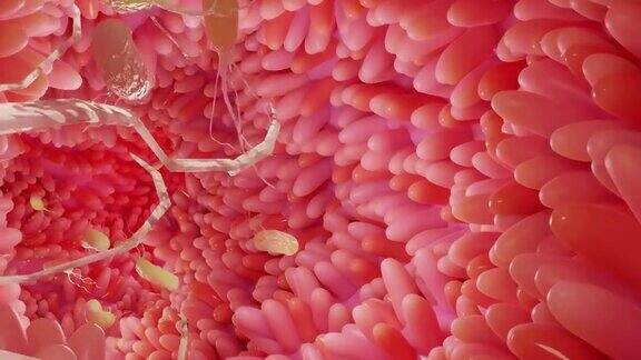 消化系统表面的微绒毛有细菌和病毒的肠绒毛显微镜下的绒毛用来消化和吸收食物的毛细血管人类的肠道幽门螺旋杆菌3d渲染
