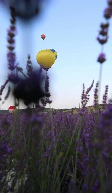 带着篮子的气球在薰衣草农场上空