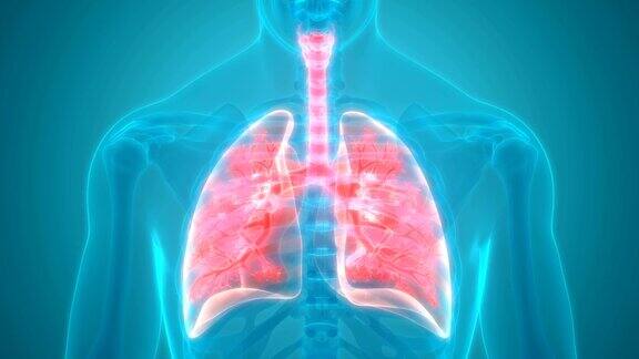 人体呼吸系统及肺解剖学