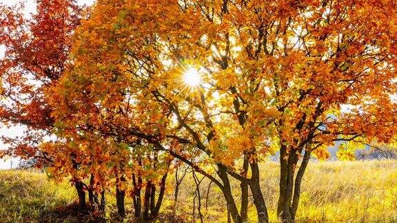 秋天的树和树叶随风摆动