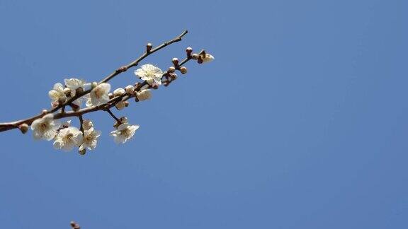 白色的梅花绽放白色的梅花