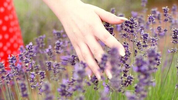手在美丽的薰衣草地里抚摸着紫色的花朵