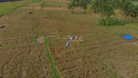鸟瞰一大片稻田里的农民在收割水稻