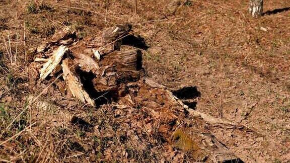 森林里腐烂的老树桩