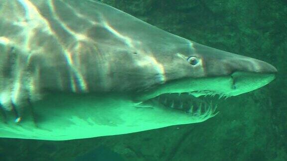 长着锋利牙齿的鲨鱼在游泳