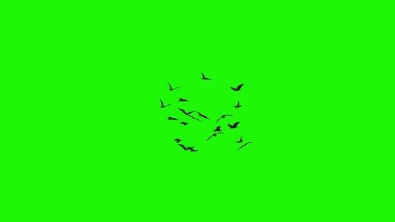 一群鸟在绿色屏幕上盘旋飞行无缝循环侧视图