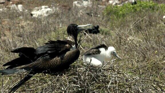 在加拉帕戈斯群岛的西摩岛雌军舰鸟和雏鸟在巢中
