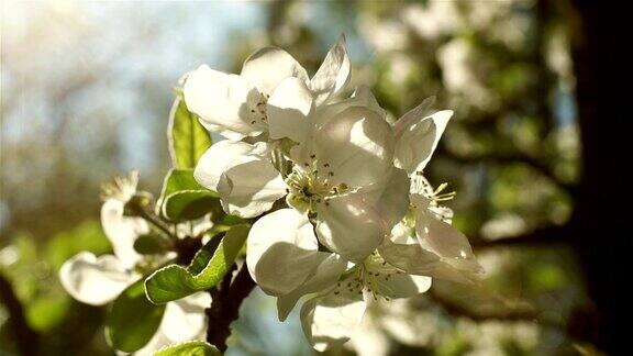 花园里一棵果树上盛开的白色花朵风轻轻地吹动花茎在背景蓝色的天空瞥见春天的太阳