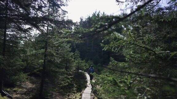 挪威的森林:春天女人在云杉和松树之间徒步旅行