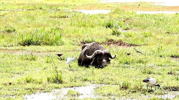 水牛在水里吃草