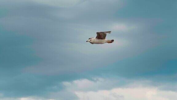 飞行中觅食的海鸥