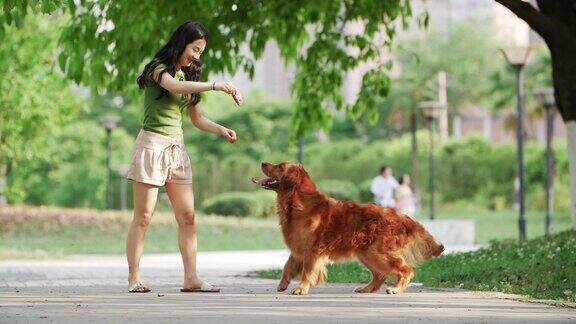 美丽年轻的中国女子在户外与金毛猎犬玩耍