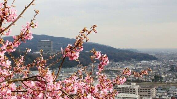 从松田的城市景观到盛开的樱花