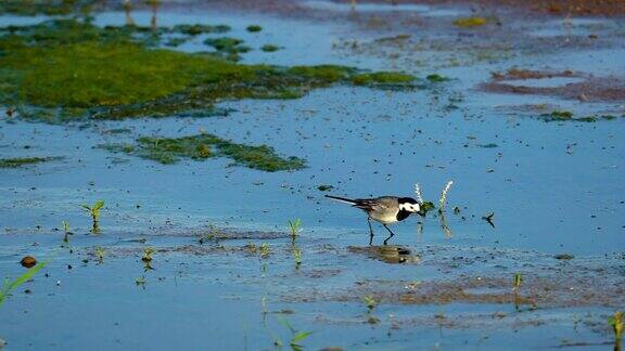 一只小鸟(白色的鹡尾鸟)在沼泽中漫步鸟捉虫吃阳光明媚的夏天的早晨