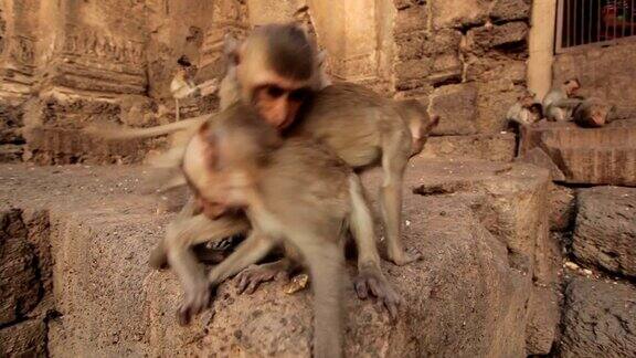 泰国华府里泰国寺庙里的小猴子