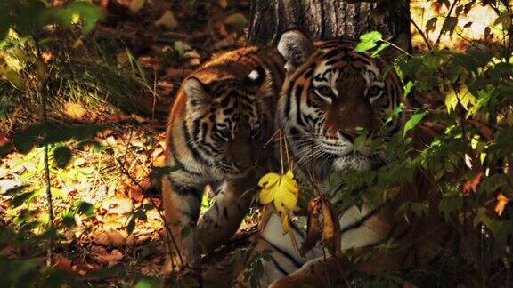 一只母老虎带着两只小虎崽躺着四处张望