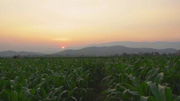 玉米田在傍晚的农园