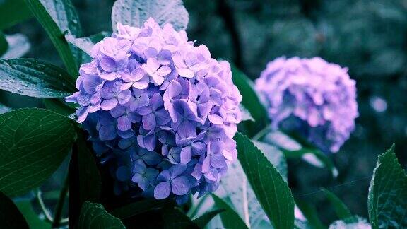 绣球花在东京日本Kokubunji