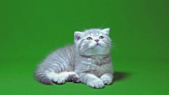 有趣的小灰褶苏格兰小猫小猫玩在一个绿色的屏幕背景