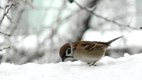 麻雀在下雪的冬天吃种子