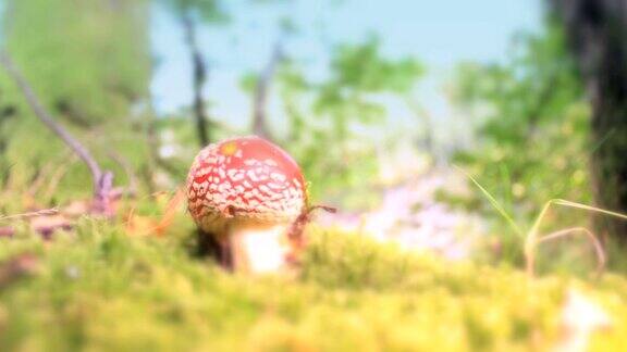 红伞菌魔法蘑菇依然射出