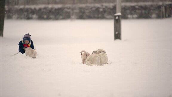孩子们在雪中与白色金毛猎犬、拉布拉多小狗和小狗玩耍