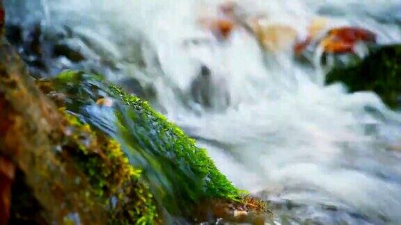 潮湿的绿色苔藓上的石头躺在森林河