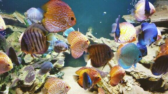 海洋中的珊瑚礁和鱼类在水下生活