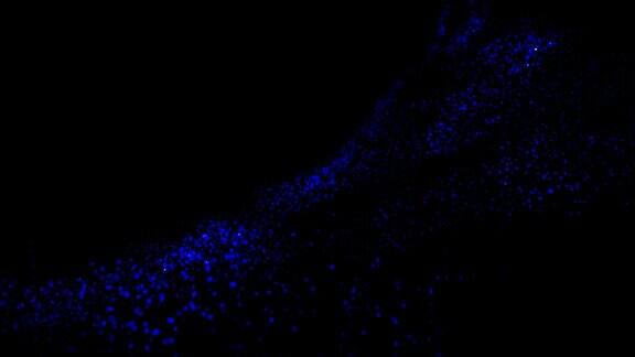 蓝色浮游生物波粒子模式循环动画4k视频