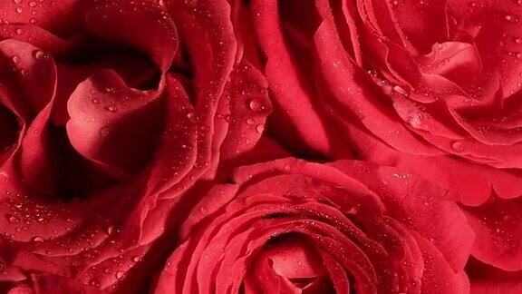 美丽的红玫瑰花束与旋转反转