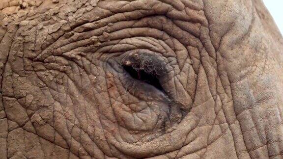 大象眼睛的特写