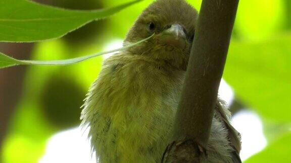 熟睡中的绿雀