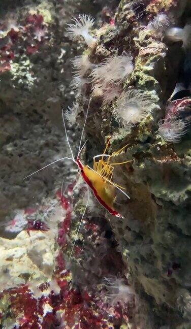 海底岩石上一只虾的垂直常规镜头