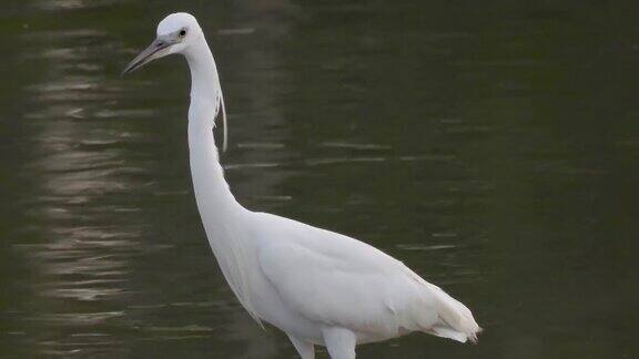 成年小白鹭(白鹭)涉水浅水塘一只白鸟在湖里寻找猎物