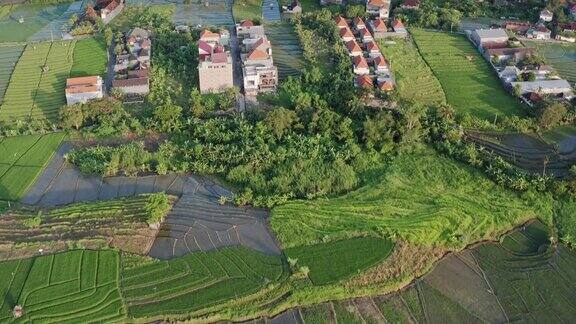 绿色的梯田和种植农作物的农田农田与稻田农业作物在印度尼西亚的农村巴厘岛鸟瞰图