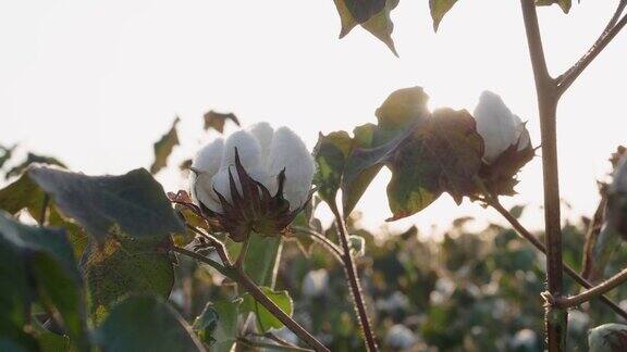 棉花采摘的季节盛开的棉花地里劳作在金色的夕阳下这是收获前的作物特写