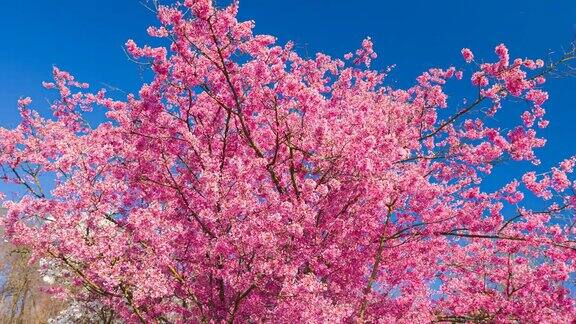 春天的景色有美丽的粉红色樱花散景的背景太阳和蓝天