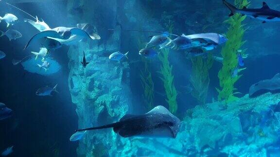 一群鱼在清澈的蓝色水中跟随黄貂鱼