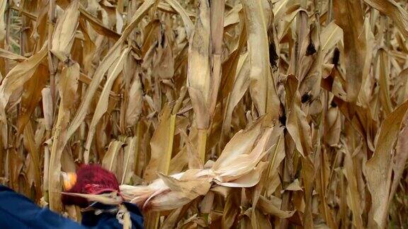 女人收割玉米