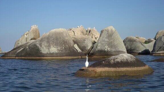 小白鹭站在岩石上