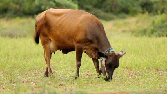 牛在绿色的田野上吃草