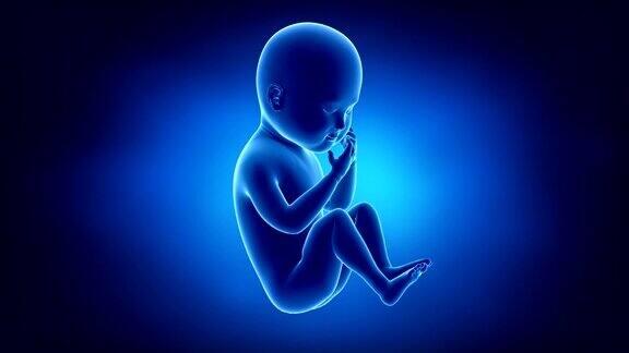 蓝婴胎儿
