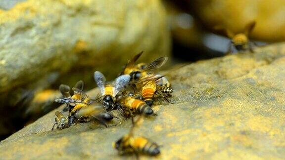 一群蜜蜂在岩石上