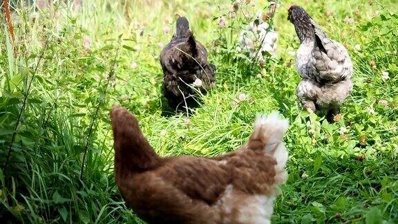 在花园里放养的母鸡在吃草