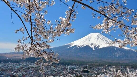 富士山和樱花盛开的季节