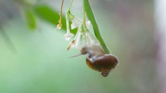 下雨天蜗牛在叶子上