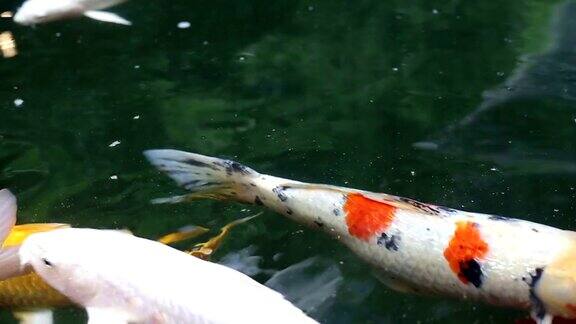 各种观赏锦鲤鱼游泳在池塘