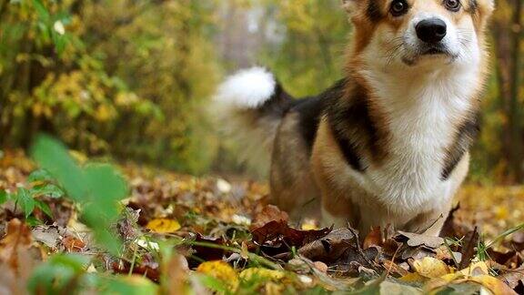 威尔士柯基犬彭布罗克完成了“翻筋斗”的命令一只狗在美丽的秋天的森林里散步