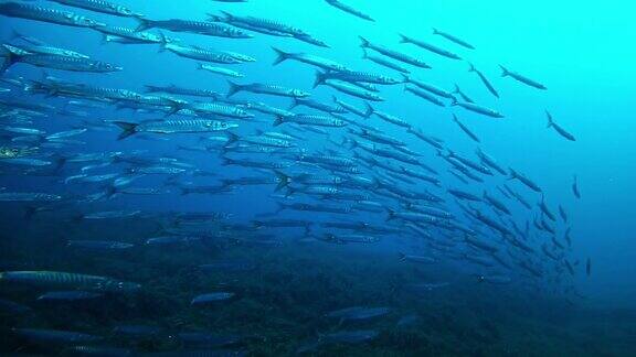 深蓝色海洋里的一大群梭鱼