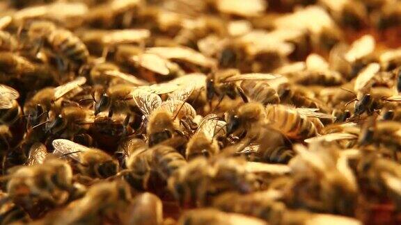 蜂房上的蜜蜂-HD